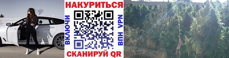 Каннабис сатива  Опочка 